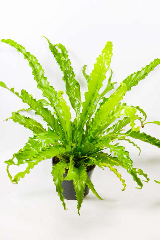 Bird Nest Fern Combo