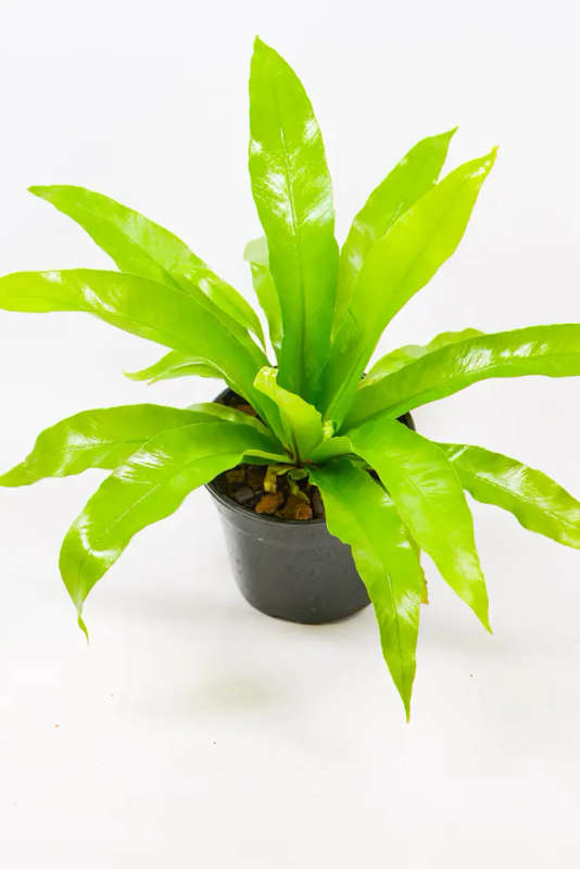 Bird Nest Fern Combo