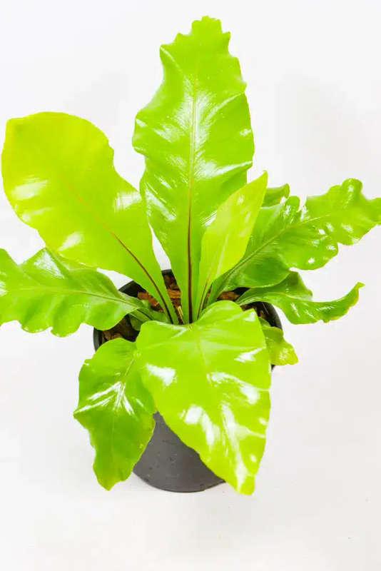 Bird Nest Fern Combo
