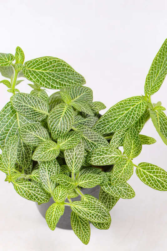 Fittonia Combo
