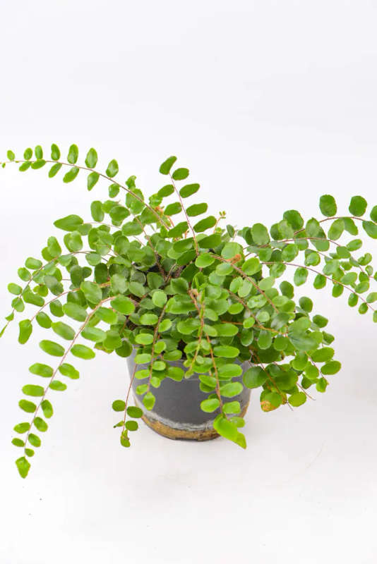 Rabbit and Button Fern Combo