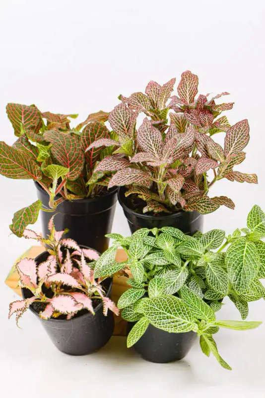 Fittonia Combo