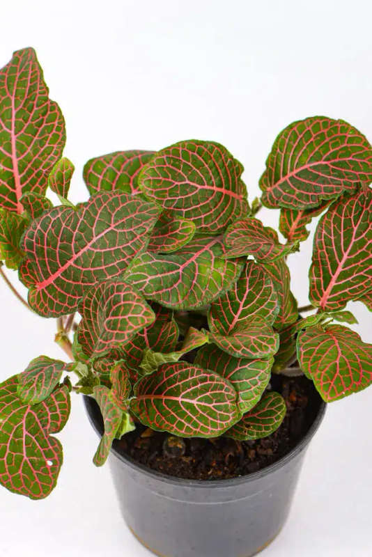 Fittonia Combo