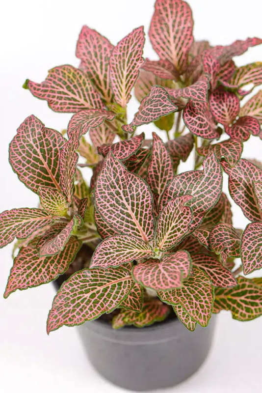 Fittonia Combo