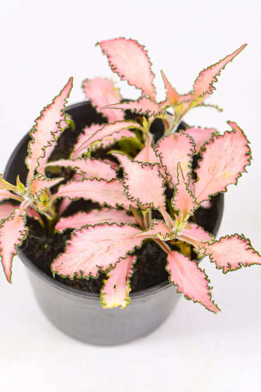 Fittonia Combo