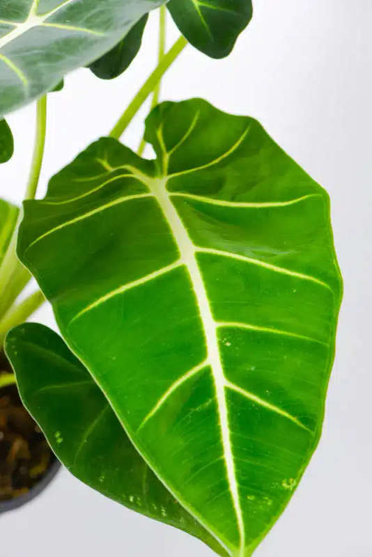 Variegated Alocasia Frydek B