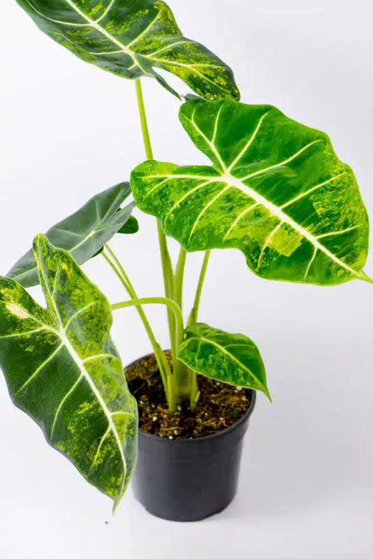 Variegated Alocasia Frydek C