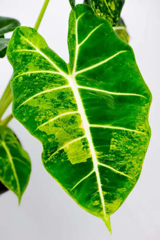 Variegated Alocasia Frydek C