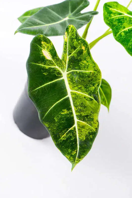Variegated Alocasia Frydek C