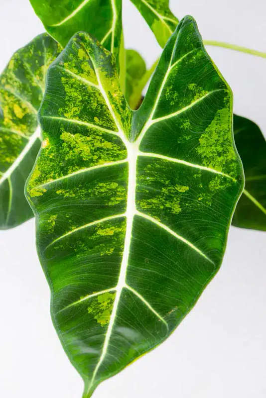 Variegated Alocasia Frydek C