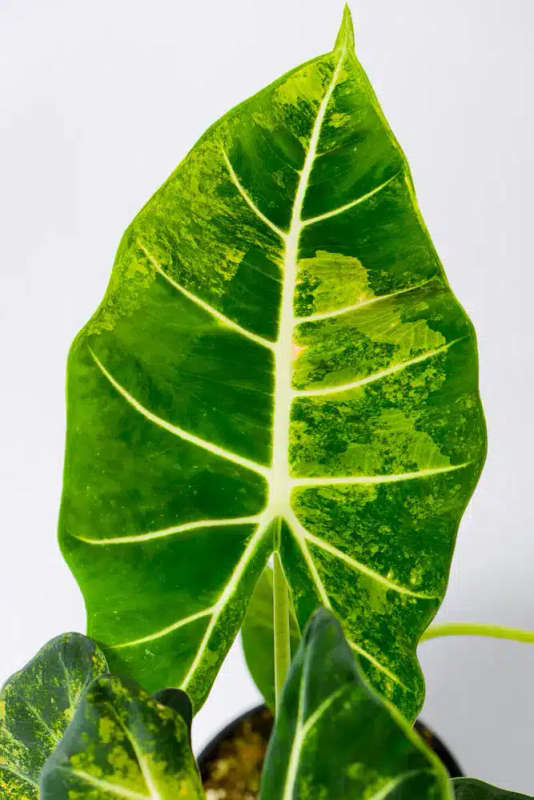 Variegated Alocasia Frydek C