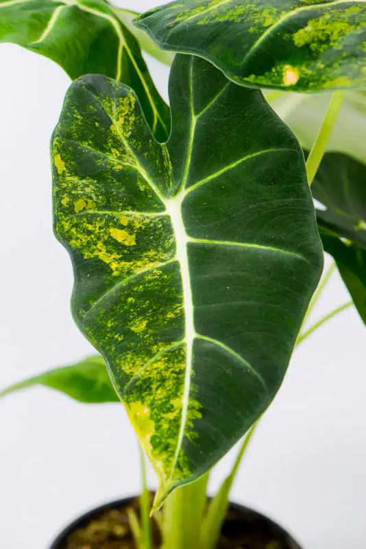Variegated Alocasia Frydek C