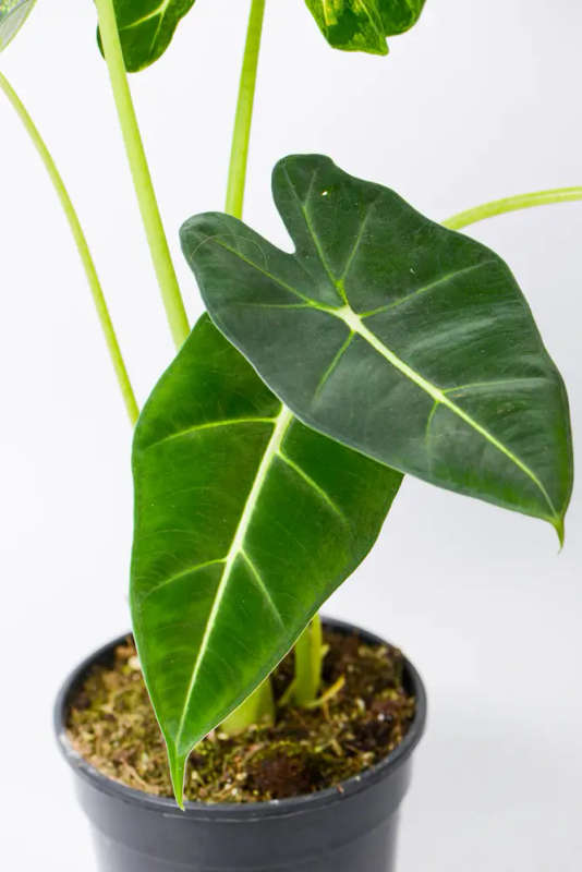 Variegated Alocasia Frydek C