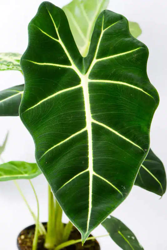 Variegated Alocasia Frydek D