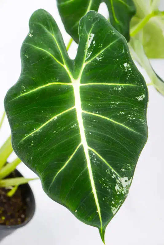 Variegated Alocasia Frydek E