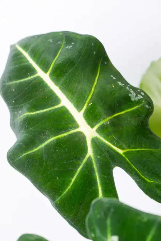 Variegated Alocasia Frydek E