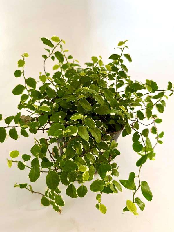 Variegated Ficus Pumila