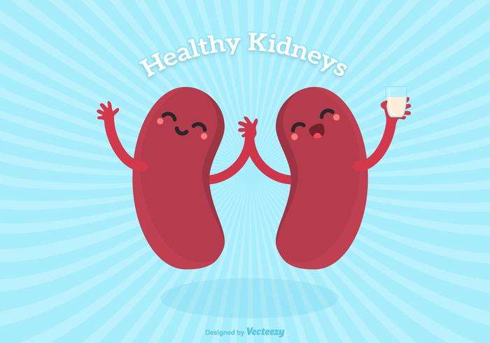 Vector Cute Cartoon Healthy Human Kidney Characters