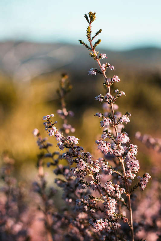 Fynbos Flower