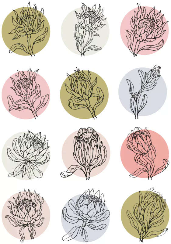 Proteas Sticker Sheet: Vibrant Pastels, Water Colours and Pencil