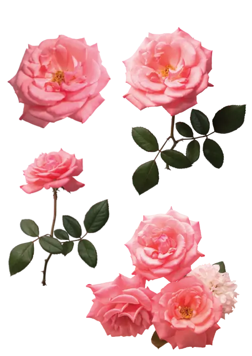 Fantastic Florals Pink Roses Craft Stickers: Clear PET Sheets for Journaling and Crafts - Sticker...