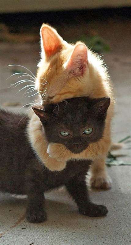 Image result for pets pinterest images