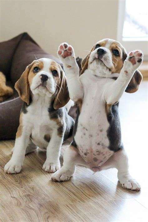 Image result for pets pinterest images