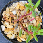 Crassothonna capensis 'Ruby Necklace'