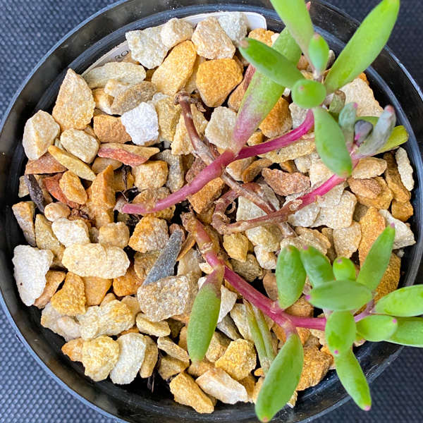 Crassothonna capensis 'Ruby Necklace'