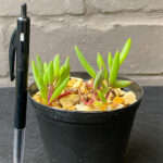 Crassothonna capensis 'Ruby Necklace'