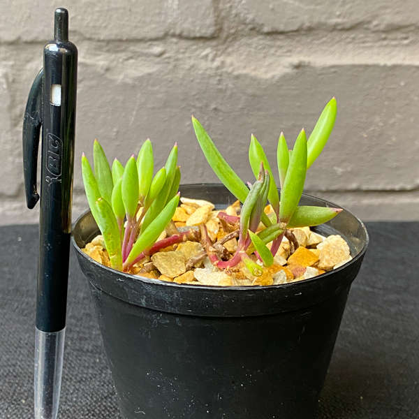 Crassothonna capensis 'Ruby Necklace'