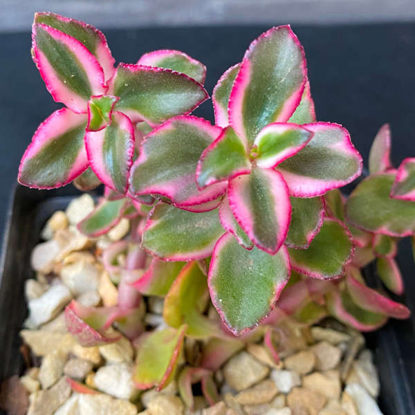 Crassula sarmentosa 'Variegata'
