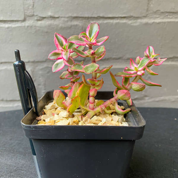 Crassula sarmentosa 'Variegata'