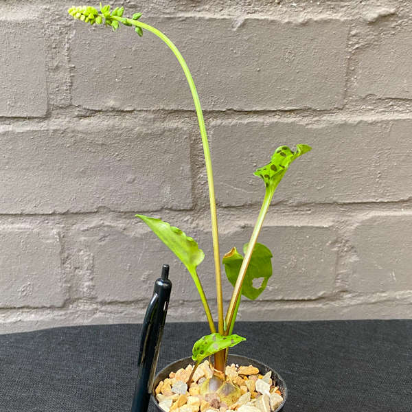 Drimiopsis maculata 'Leopard's Ears'