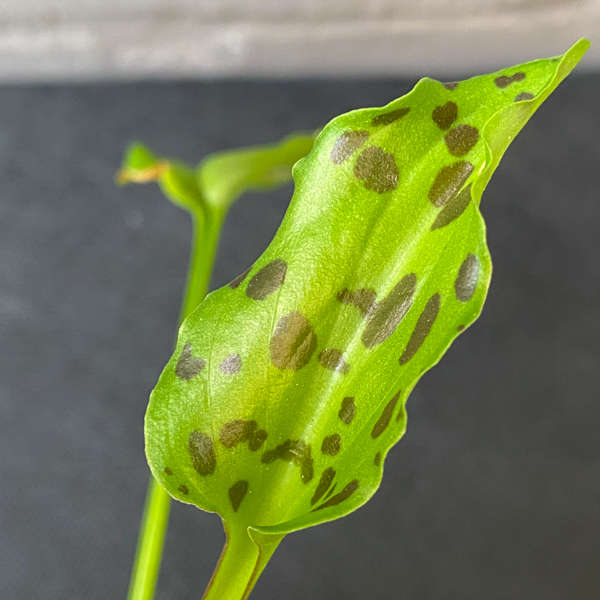Drimiopsis maculata 'Leopard's Ears'