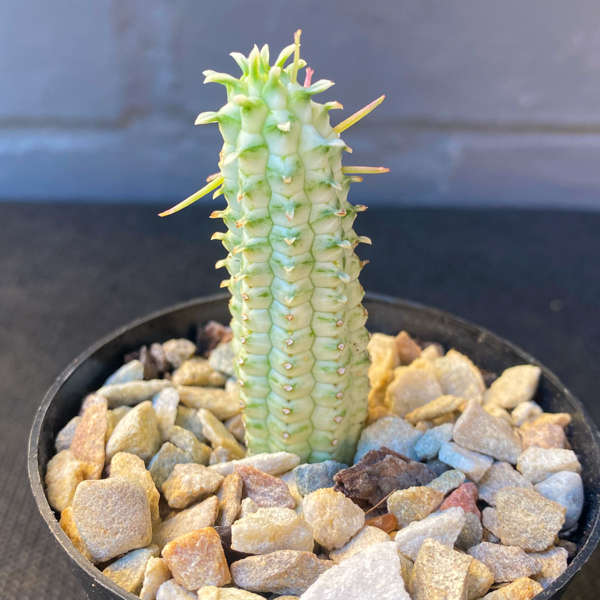 Euphorbia mammillaris 'Variegata'
