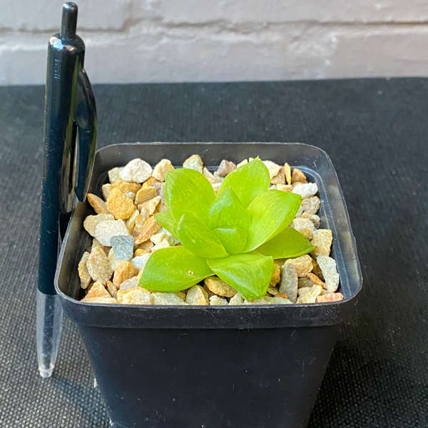 Haworthia cymbiformis 'Cathedral Window'