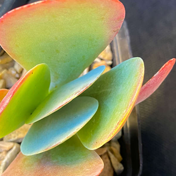 Kalanchoe thyrsiflora 'Flapjacks'