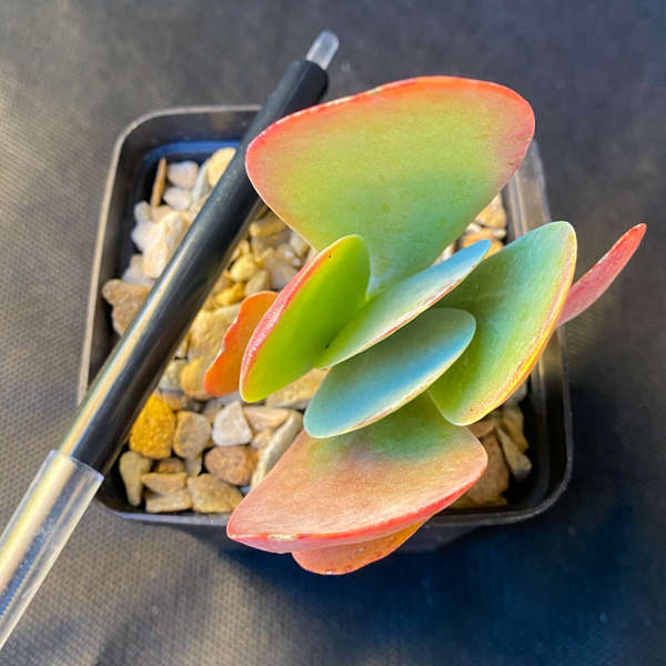 Kalanchoe thyrsiflora 'Flapjacks'