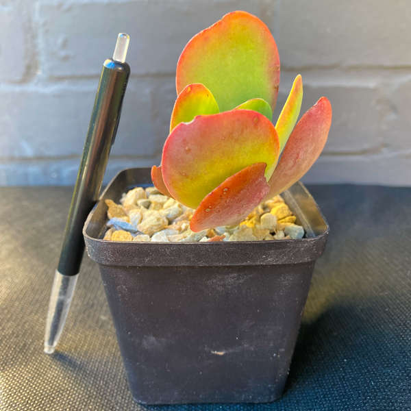 Kalanchoe thyrsiflora 'Flapjacks'