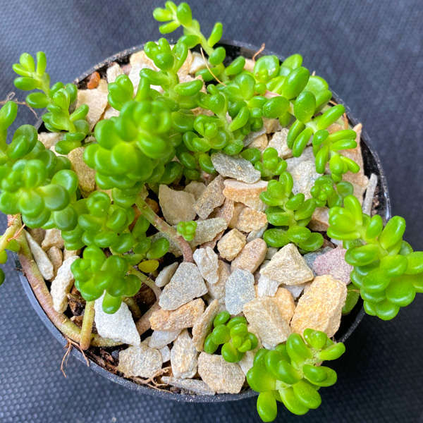 Sedum Album 'Athoum'
