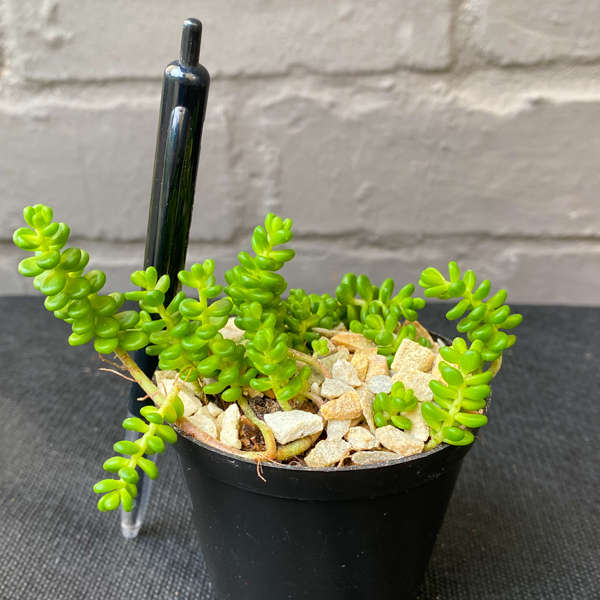 Sedum Album 'Athoum'
