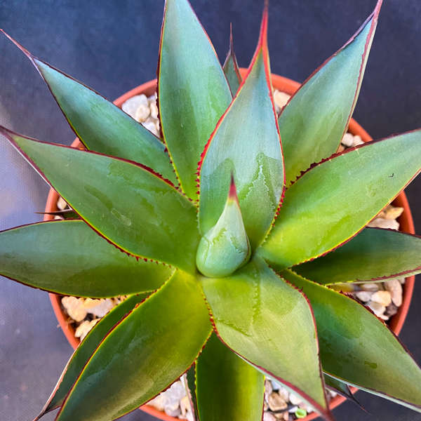 Agave 'Blue Glow'
