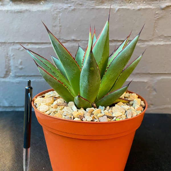 Agave 'Blue Glow'