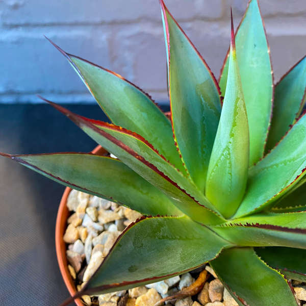 Agave 'Blue Glow'