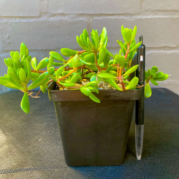 Crassula Compacta Nana