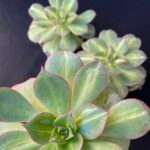 Aeonium 'Starburst'