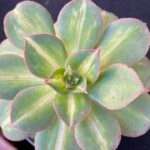 Aeonium 'Starburst'