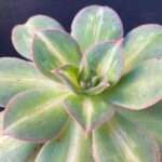 Aeonium 'Starburst'
