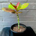 Euphorbia grantii 'Rubra'